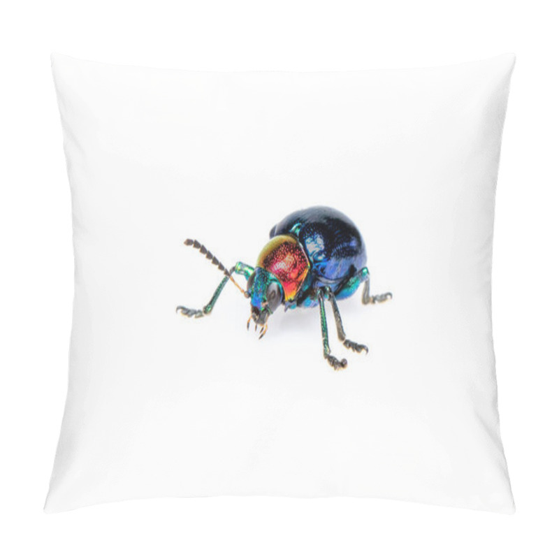 Personality  Image Of Blue Milkweed Beetle It Has Blue Wings And A Red Head Isolated On White Background. Insect. Animal. Pillow Covers