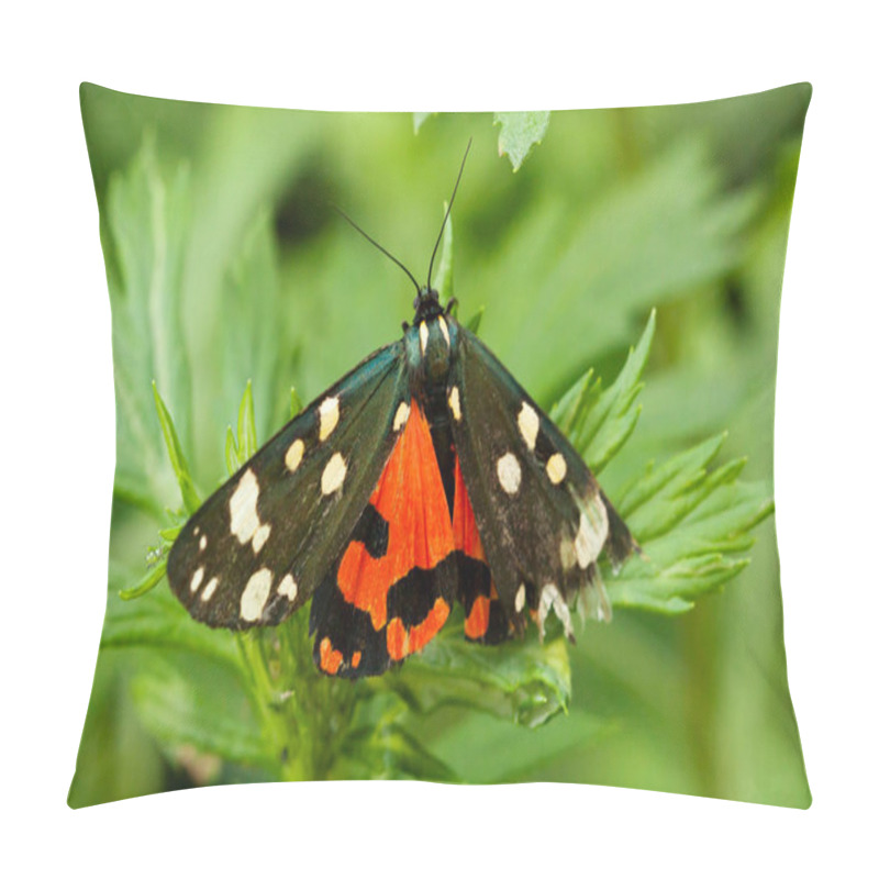 Personality  Scarlet Tiger Moth. The Wingspan Is 45-55 Mm, Black Above, Covered With White Spots Of Irregular Shape. The Hindwings Of The Females Are Bright Red With Black Spots. Butterflies Fly From The End Of June To Mid-July;  Pillow Covers