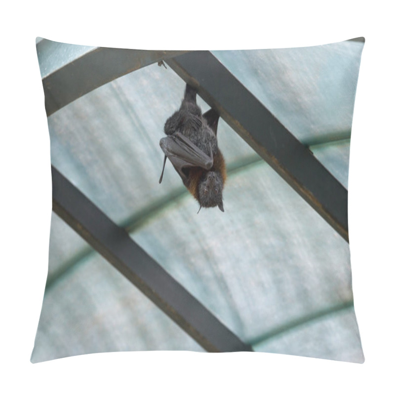 Personality  Flying Foxes In The Wild On The Pillow Covers