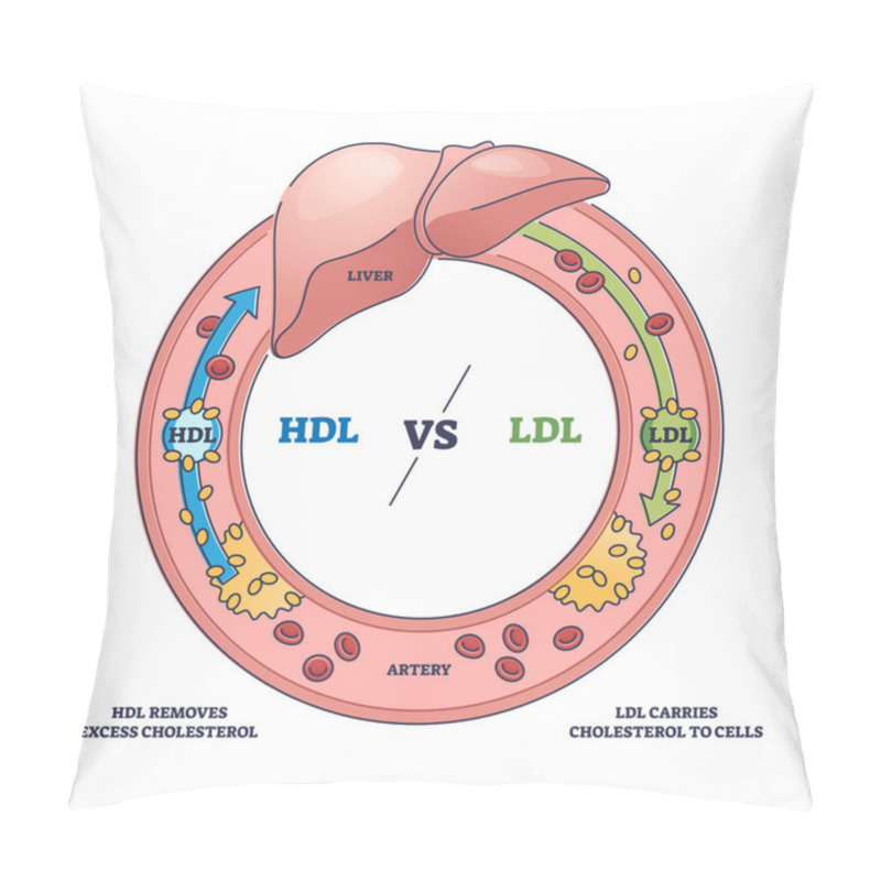 Personality  Good HDL And Bad LDL Cholesterol Movement Comparison Outline Diagram. Labeled Educational Scheme With Liver Function And Fat Cells Flow To Cells Vector Illustration. Artery Disease Risk Explanation. Pillow Covers