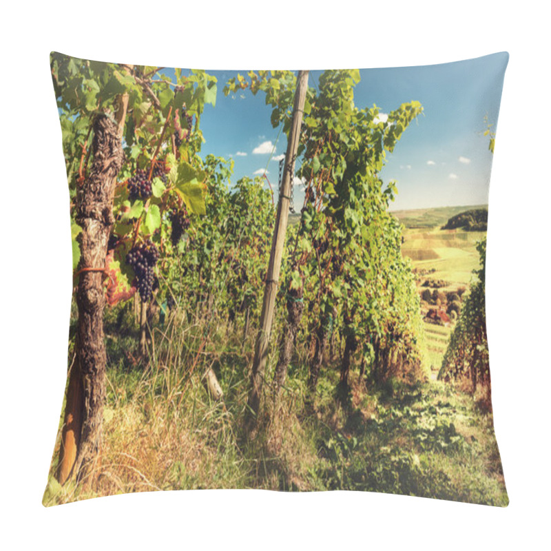 Personality  Landscape With Autumn Vineyards And Organic Grape Pillow Covers