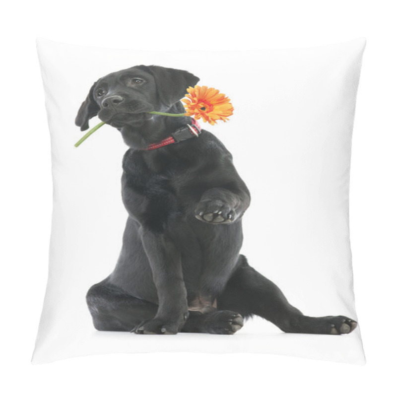 Personality  Puppy Labrador Pillow Covers