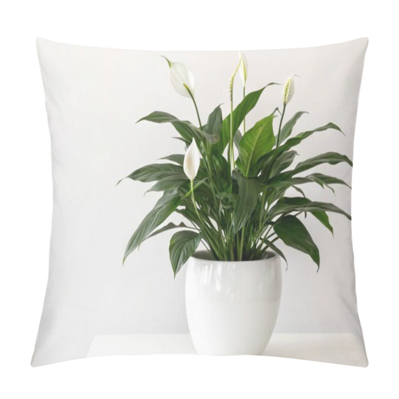 Personality  A Beautifully Balanced Composition Showcasing A Peace Lily (Spathiphyllum) In Full Bloom, Potted In A Polished White Ceramic Vase, All Set Against A Plain White Background. The Plant's Glossy, Deep Green Leaves Form A Lush Base, While Its Iconic Whit Pillow Covers