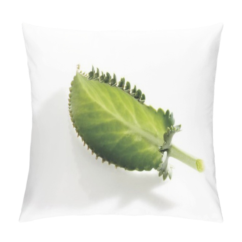 Personality  Green Leaves  Devils Backbone Pillow Covers