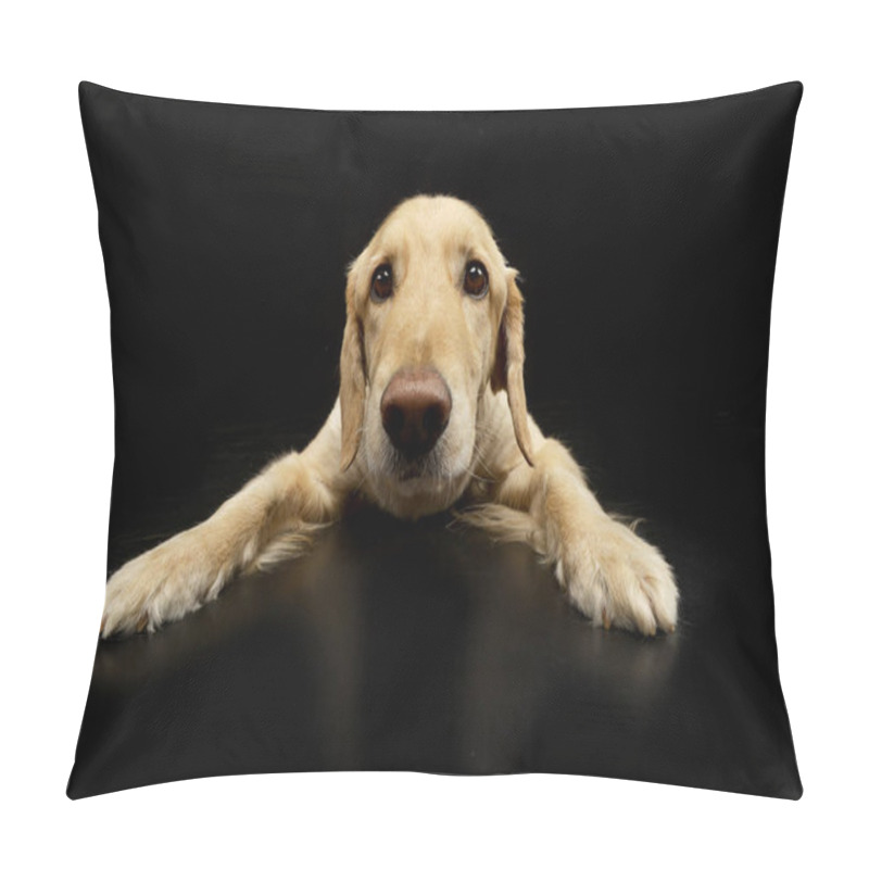 Personality  Studio Shot Of An Adorable Mixed Breed Dog Lying On Black Background. Pillow Covers