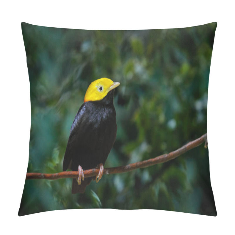 Personality  Golden-headed Manakin, Ceratopipra Erythrocephala, Rare Bizar Bird, Amazon, Brazil In South America. Wildlife Scene From Nature. Birdwatching In Caribbean. Black Bird With Yellow Head, Nature.  Pillow Covers