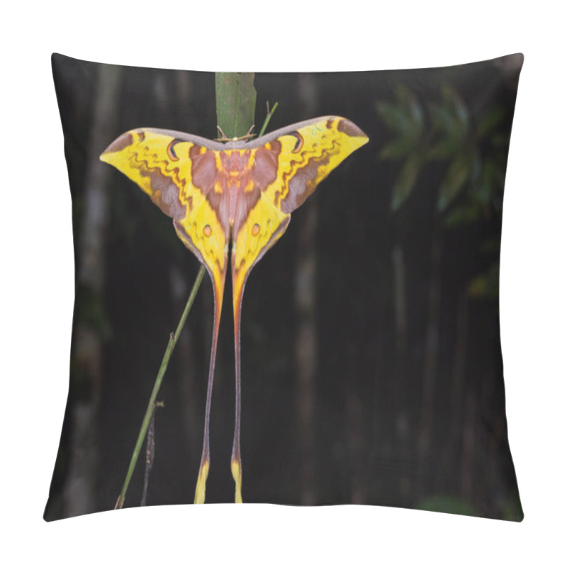 Personality  Malaysian Moon Moth Pillow Covers