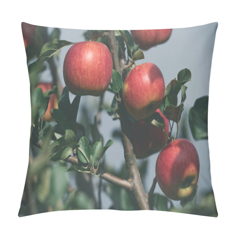 Personality  Close Up Of Ripe Red Apples On Tree Branches In Garden Pillow Covers