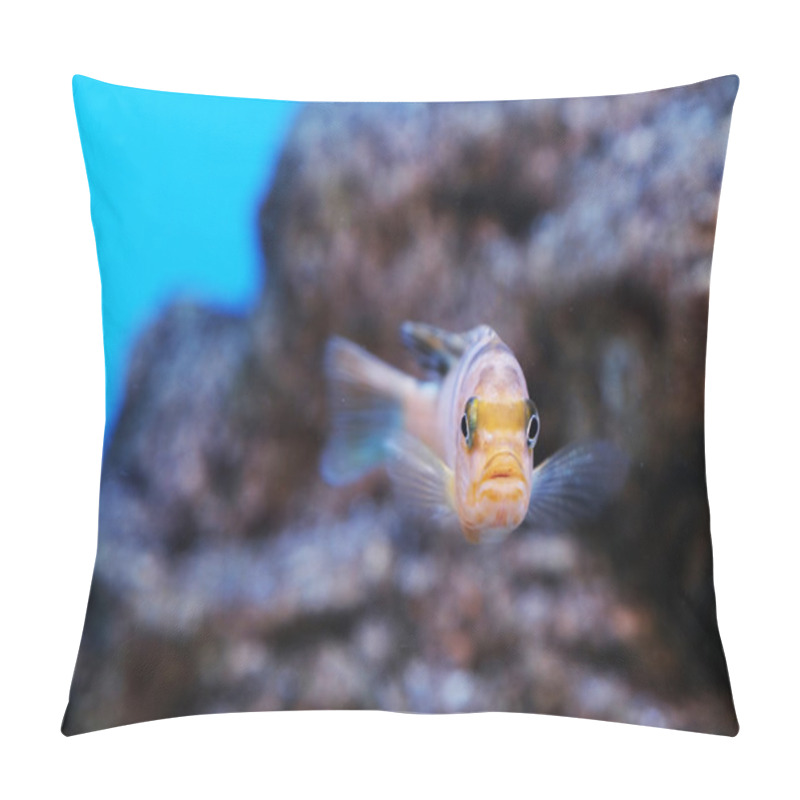 Personality  Exotic Fish In An Aquarium Pillow Covers