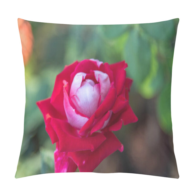 Personality  Rose Flowers X Grandiflora Hort Pillow Covers