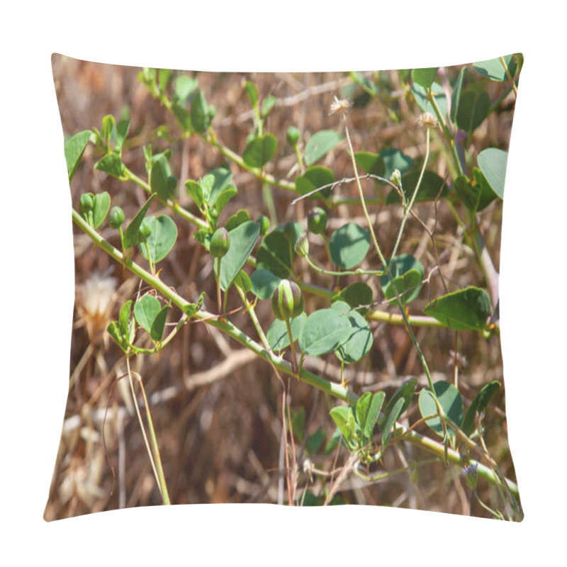 Personality  Capers On The Branches With A Natural Brown Background. Flowering, Cape Plant Or Capparis Spinosa.  Pillow Covers