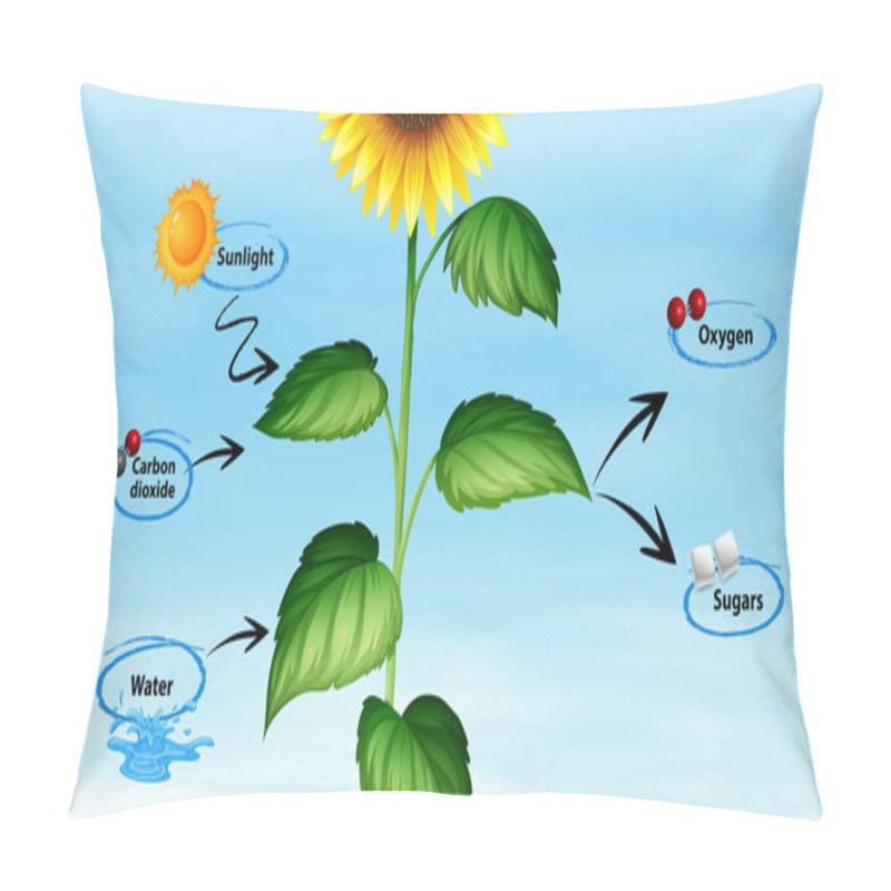 Personality  Diagram Showing Sunflower And Photo Synthesis Pillow Covers