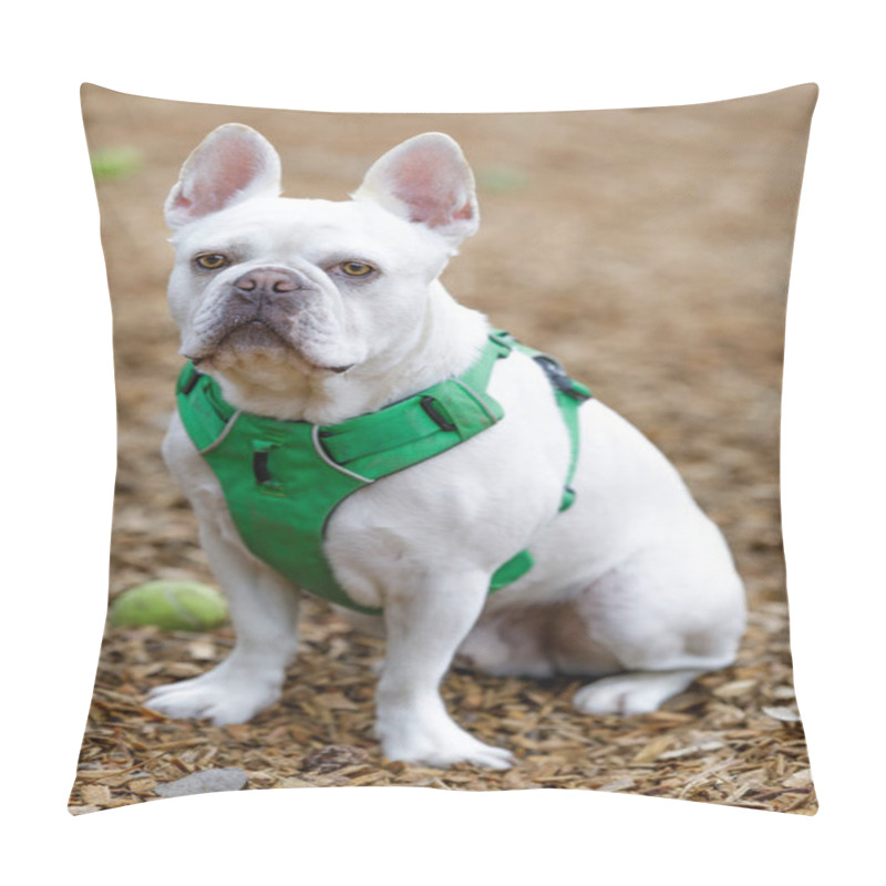 Personality  French Bulldog And Boston Terrier 75/25 Mix Male. Off-leash Dog Park In Northern California. Pillow Covers