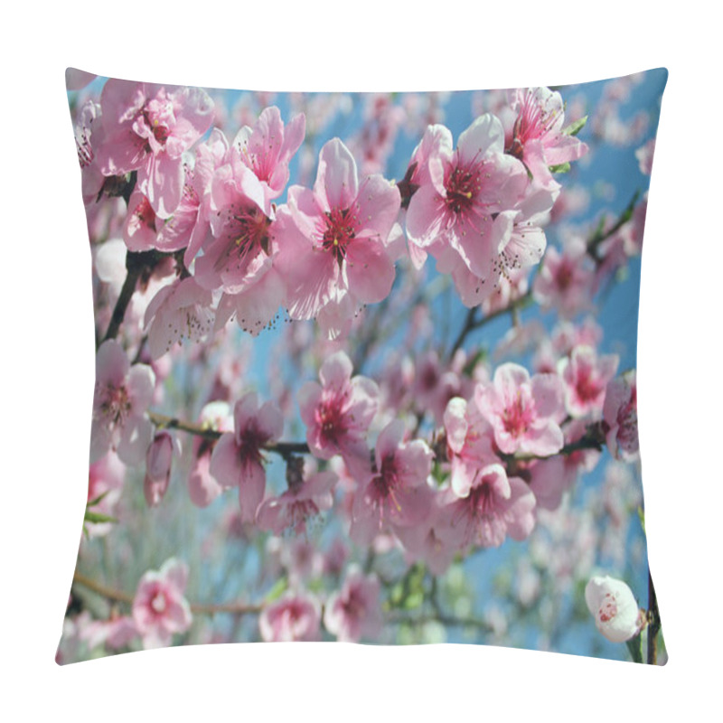 Personality  Pink Cherry Blossom Flower In Spring Time Over Blue Sky. Pillow Covers