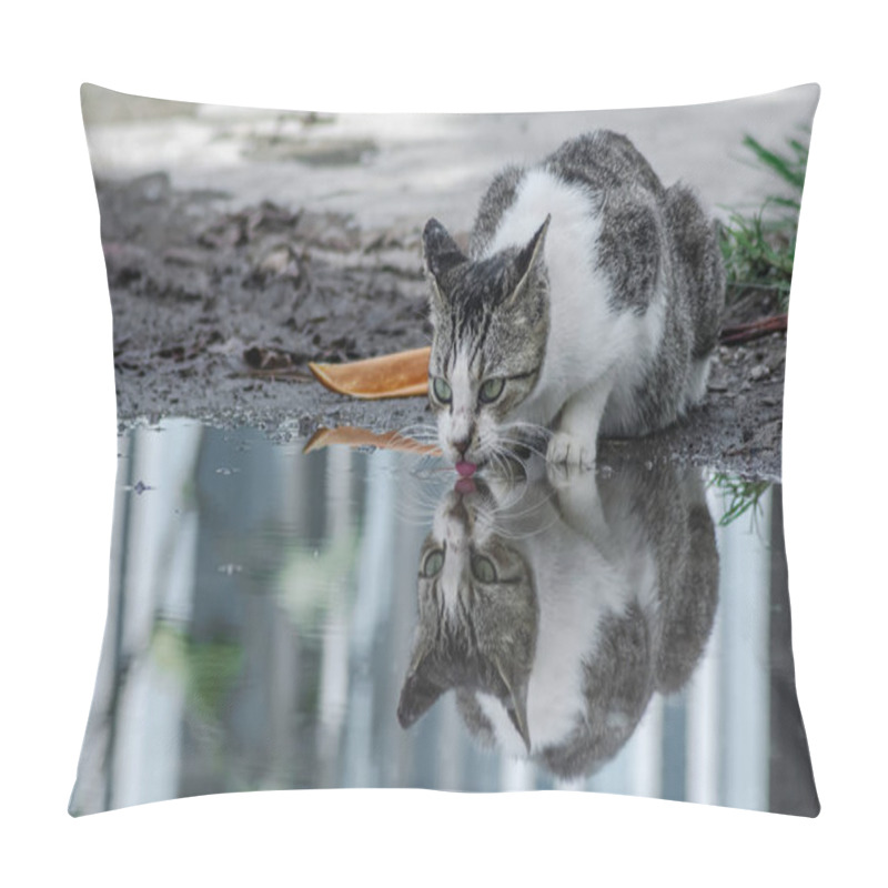 Personality  Gray And White Cute Cat Drinking Water From Puddle Of Water At The City Street Pillow Covers