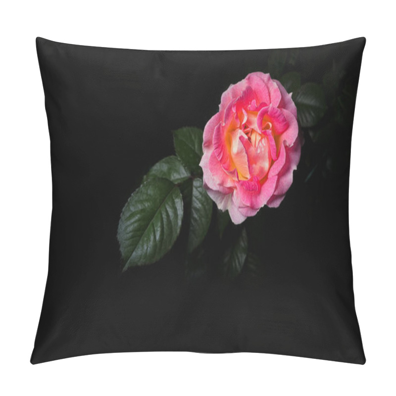 Personality  Pink Rose With Green Leaves On The Background. Black Background. Studio Light Pillow Covers