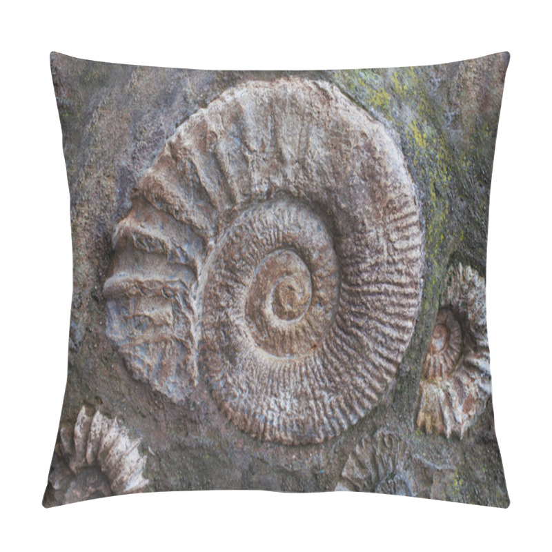 Personality  Ammonite Fossils From The Jurassic. Archeology And Paleontology Background Pillow Covers