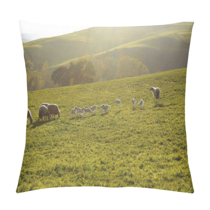 Personality  Scenic Farmland Scenery With Flock Of Grazing Sheep And Lambs On Green Pasture In Tuscany, Italy, Europe Pillow Covers