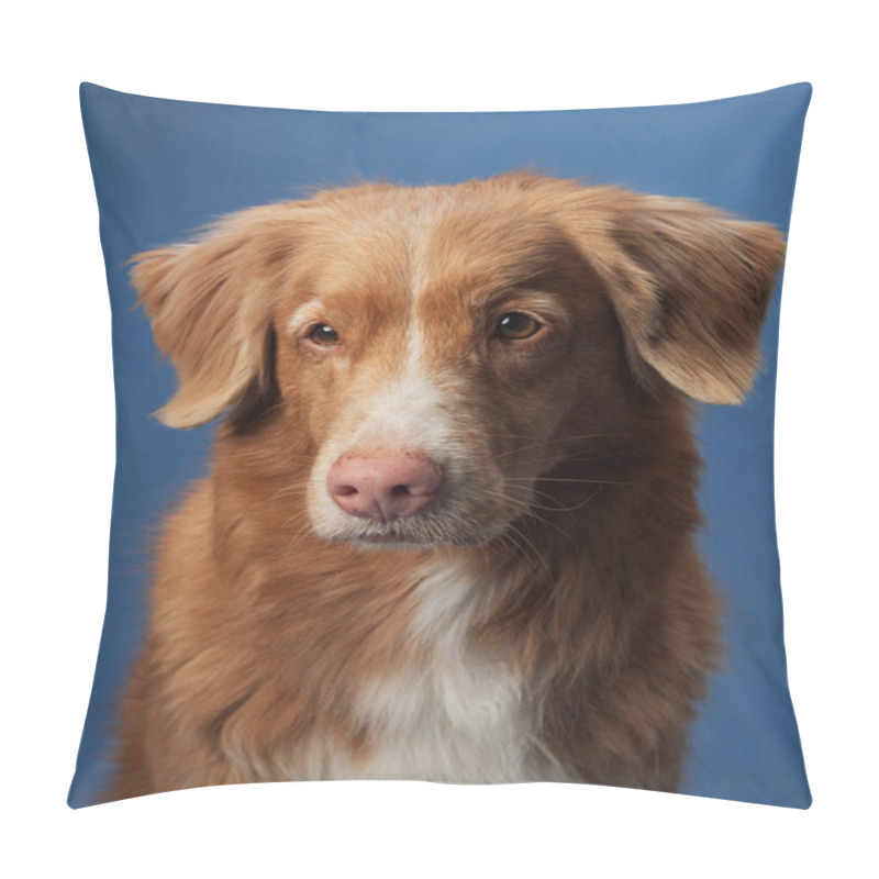 Personality  A Close-up Of A Nova Scotia Duck Tolling Retriever Against A Blue Background, Highlighting Its Soft Fur And Warm Expression. The Portrait Captures The Dog Gentle And Serene Demeanor. Pillow Covers