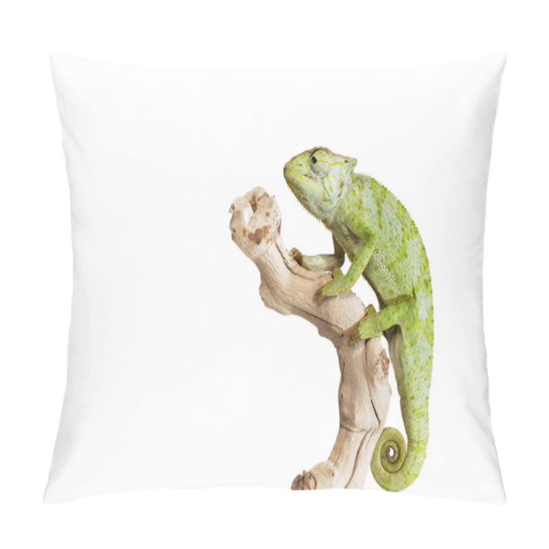 Personality  Graceful Chameleon Pillow Covers