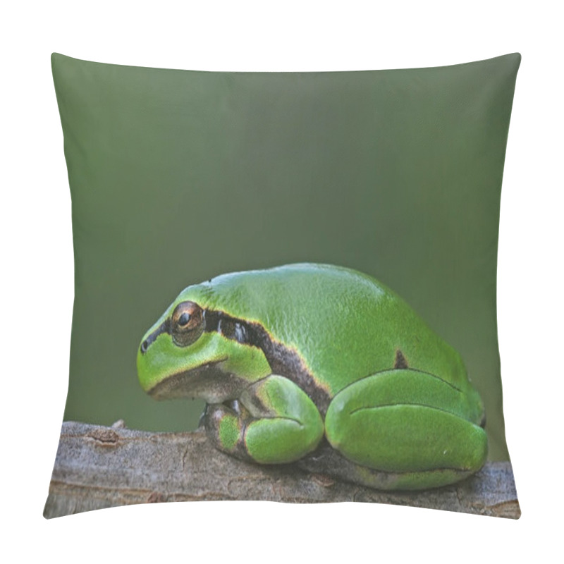 Personality  Tropical Frog, Amphibian Animal Pillow Covers