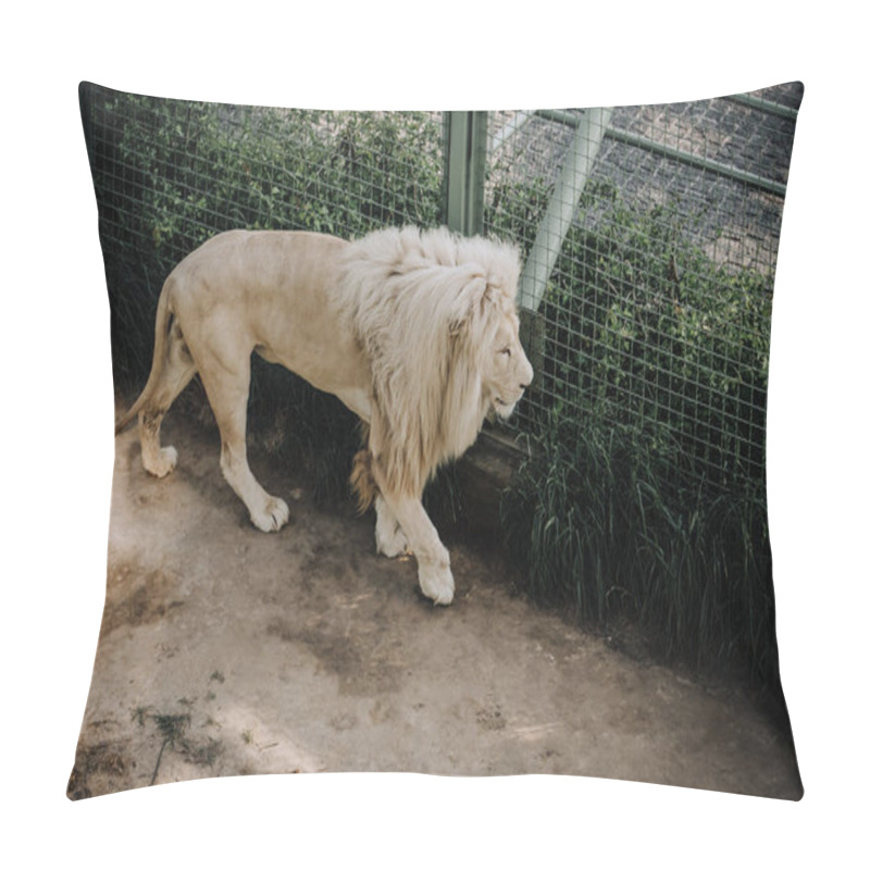 Personality  Close Up View Of Beautiful African White Lion At Zoo Pillow Covers