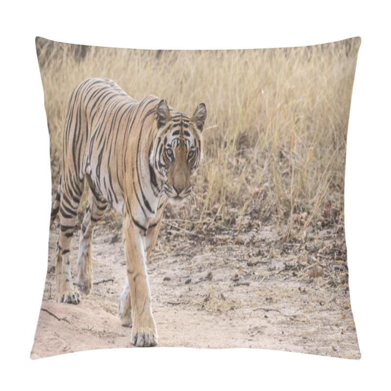 Personality  A Dominant Female Tiger Patrolling His Territory On A Hot Summer Day In The Deep Jungles Of Pench Tiger Reserve During A Wildlife Safari Pillow Covers