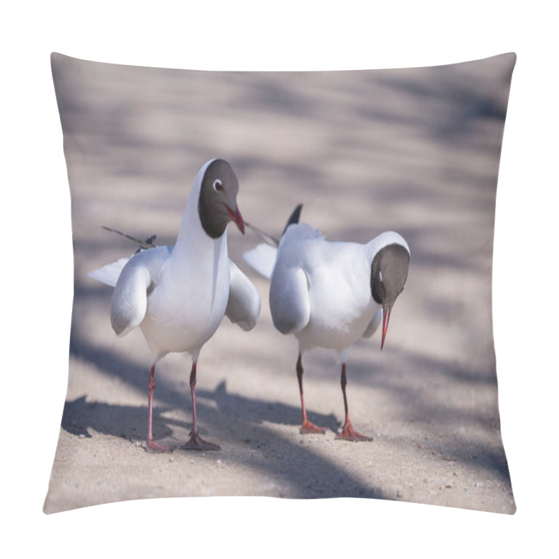 Personality  The Black-headed Gull (Chroicocephalus Ridibundus) Romance Dancing On The Park Trail. Breeding Plumage. Springtime. Pillow Covers