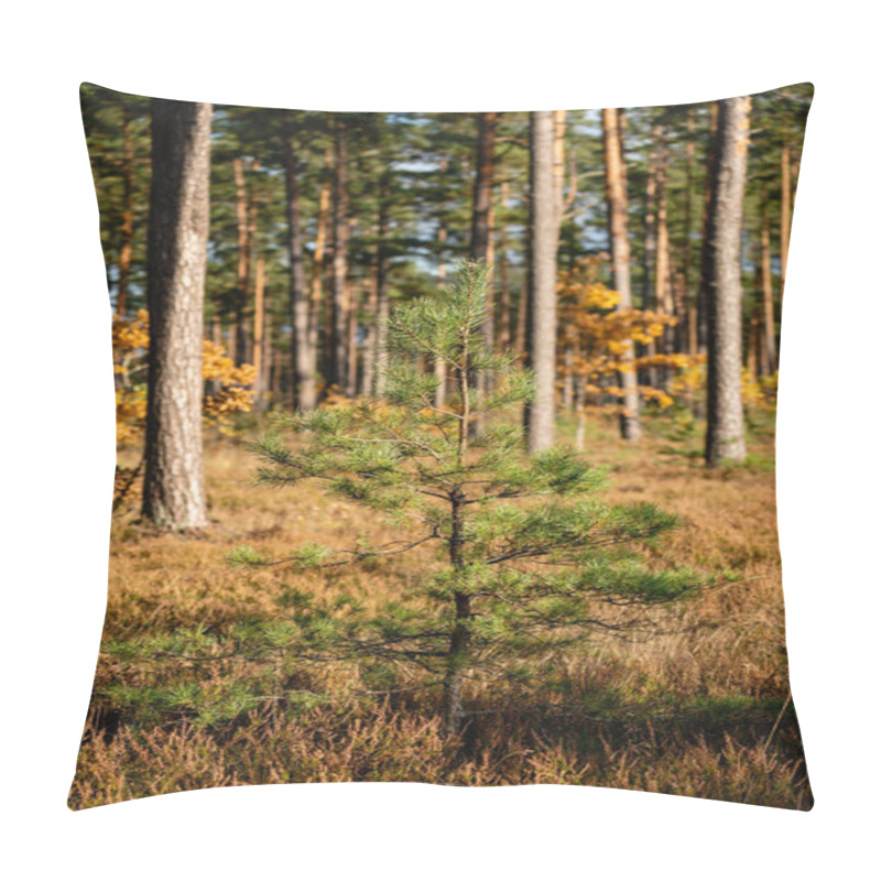 Personality  A Small Pine Tree Standing Gracefully Against The Backdrop Of A Beautiful Autumn Evening, With Warm Sunset Light Casting A Serene Glow Over The Colorful Foliage Pillow Covers