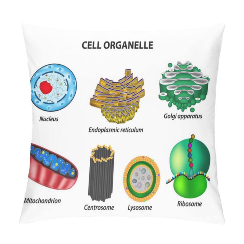 Personality  Set The Cell Organelles. Nucleus, Endoplasmic Reticulum, Golgi Apparatus, Mitochondria, Centrosome, Lysosome, The Ribosome. Infographics. Vector Illustration On Isolated Background Pillow Covers