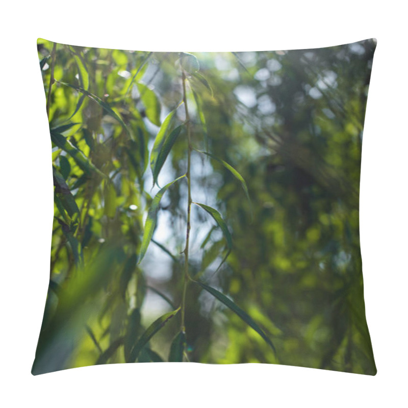 Personality  Close Up View Of Branches Of Willow Tree With Sunlight Pillow Covers