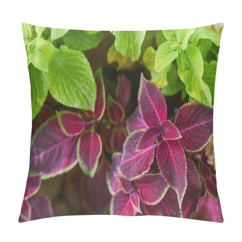 Personality  Lush Collection Coleus Plants, Vibrant Deep Purple And Green Leaves. Visually Striking Color Contrast. Garden Environment, Horticulture, Beauty Of Nature In Full Bloom During Growing Season Pillow Covers