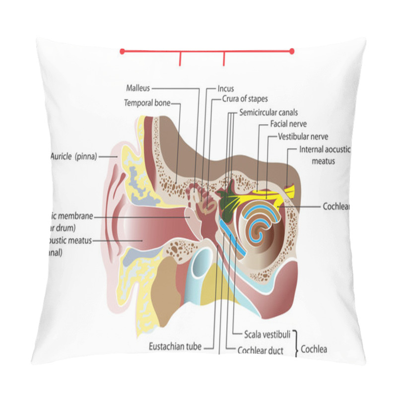 Personality  Anatomy Of The Human Ear. Poster Pillow Covers