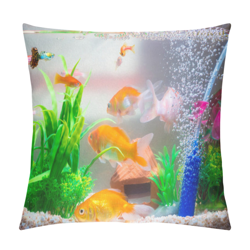 Personality  Little Fish In Fish Tank Or Aquarium, Gold Fish, Guppy And Red Fish, Fancy Carp With Green Plant, Underwater Life Concept. Pillow Covers