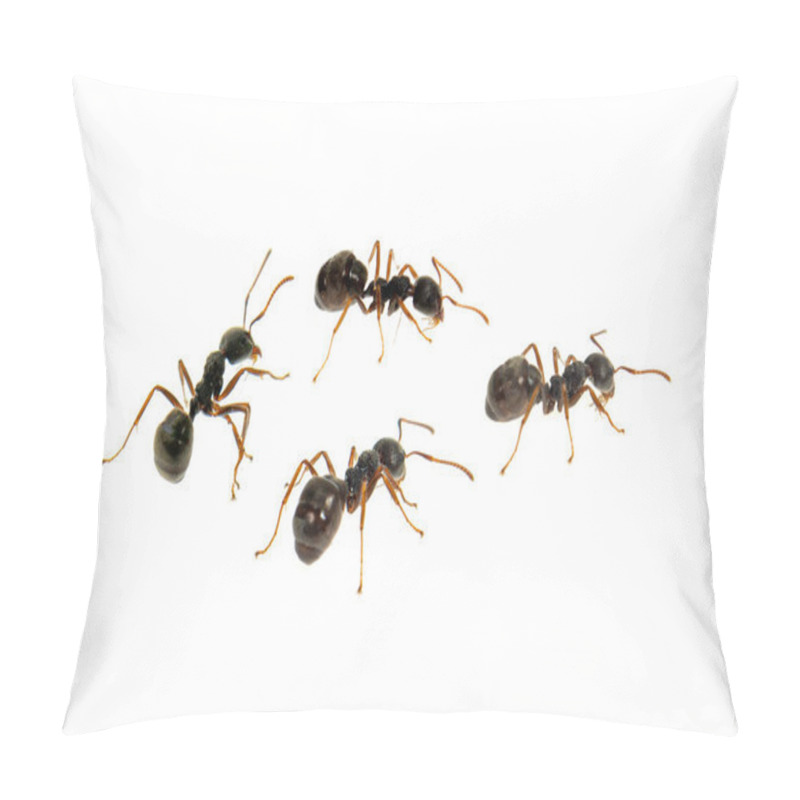 Personality  Ant Isolated On White.Formica Rufa Pillow Covers