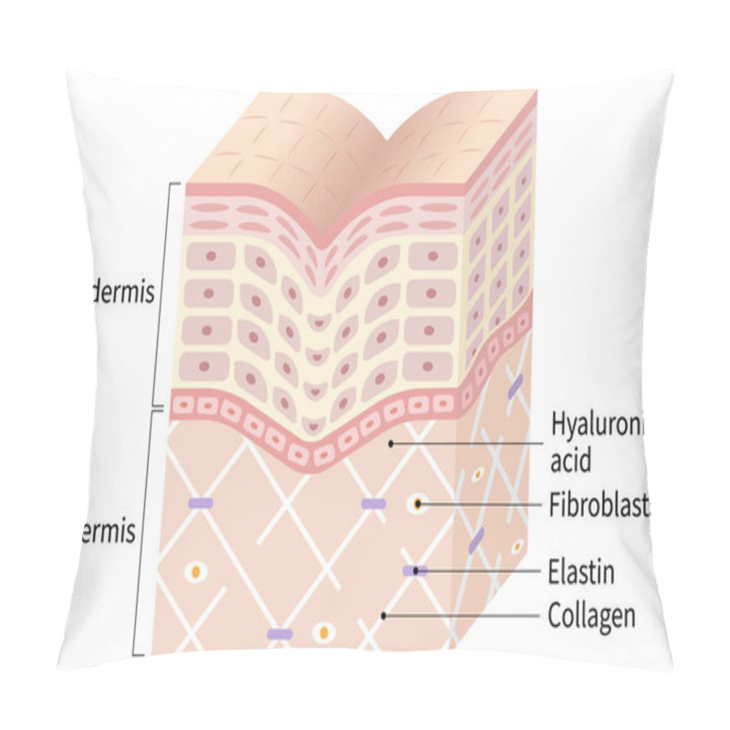 Personality  Diagram Of Winkle Skin. The Collagen Framework Is Broken And Wrinkles Appears. Beauty Skin Care Concept Pillow Covers