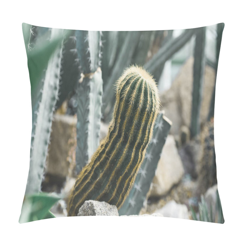 Personality  Close Up Of Green Cactuses In Tropical Garden Pillow Covers