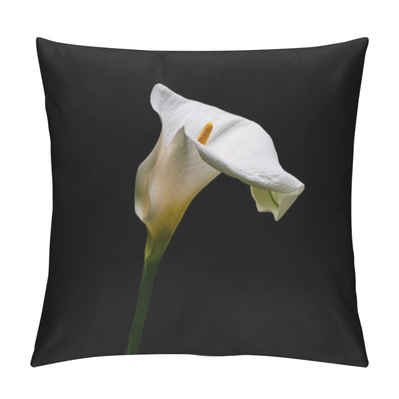 Personality  White Calla Lilly Flower Isolated On Black Background. Copy Space. Pillow Covers