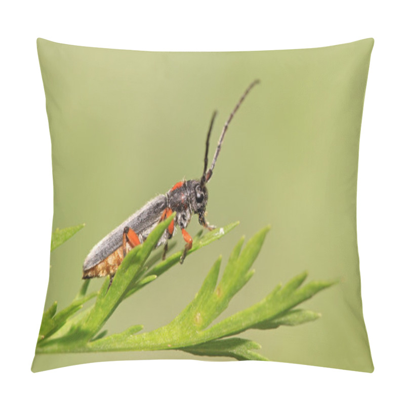 Personality  Coleoptera Cerambycidae Insect Pillow Covers