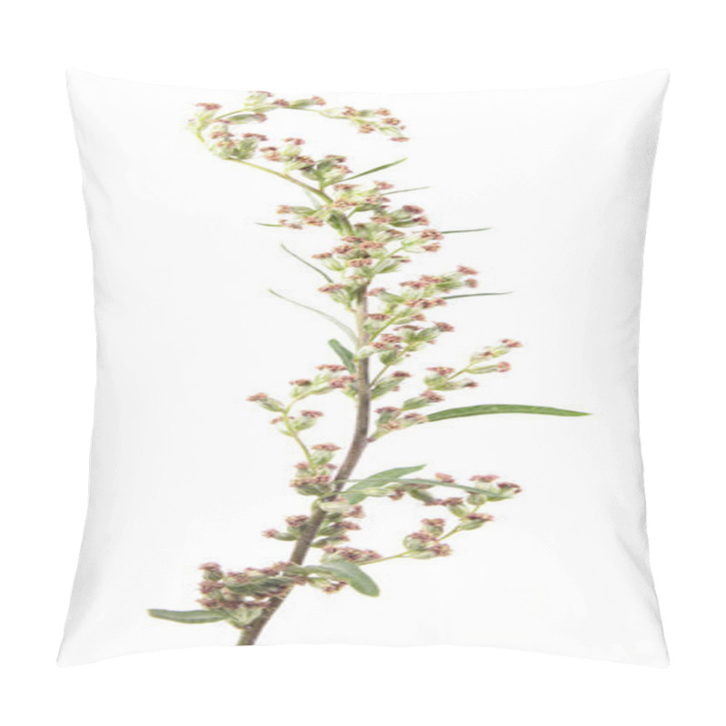 Personality  Flowers Of Mugwort Or Common Wormwood (Artemisia Vulgaris) Isolated On White Background. Medicinal Plant Pillow Covers