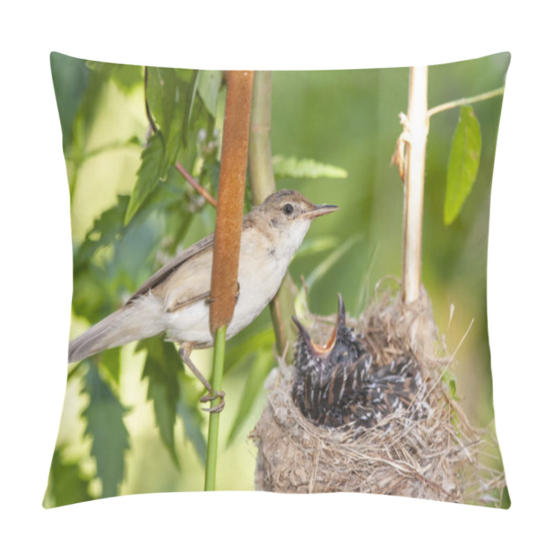 Personality  Common Cuckoo, Cuculus Canorus. Young In The Nest Fed By Its Adoptive Mothers - Acrocephalus Scirpaceus - European Warbler. Spain Pillow Covers