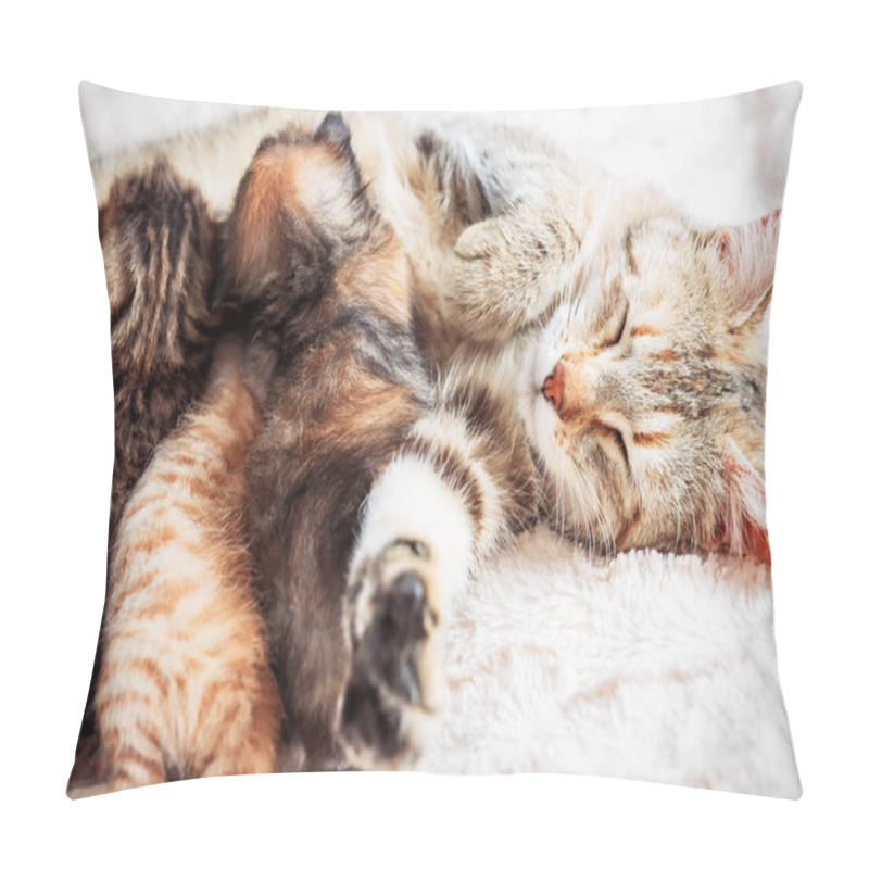 Personality  Mother Cat Nursing Baby Kittens Pillow Covers