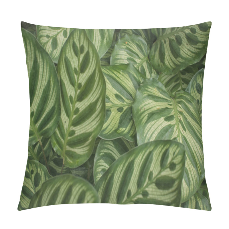 Personality  Calathea Sanderiana Leaf Plant Pillow Covers