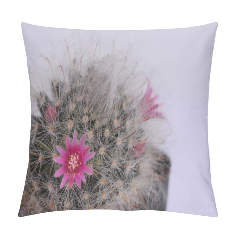 Personality  Mammillaria Bocasana V. Roseiflora Is A Cultivar Of Mammillaria Bocasanaselected Specifically For Its Pink Or Rich Rose-colored Flowers. It Is A Clump-forming Cactus With Globular To Cylindrical Stems Pillow Covers