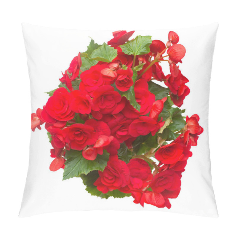 Personality  Begonia Red Flowers In A Pot Isolated On White Background. Flat Lay, Top View Pillow Covers