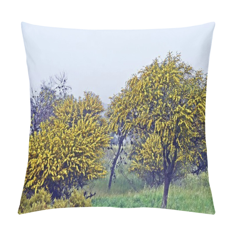 Personality  Close Up Of Yellow Blooming Mimosa Trees Pillow Covers