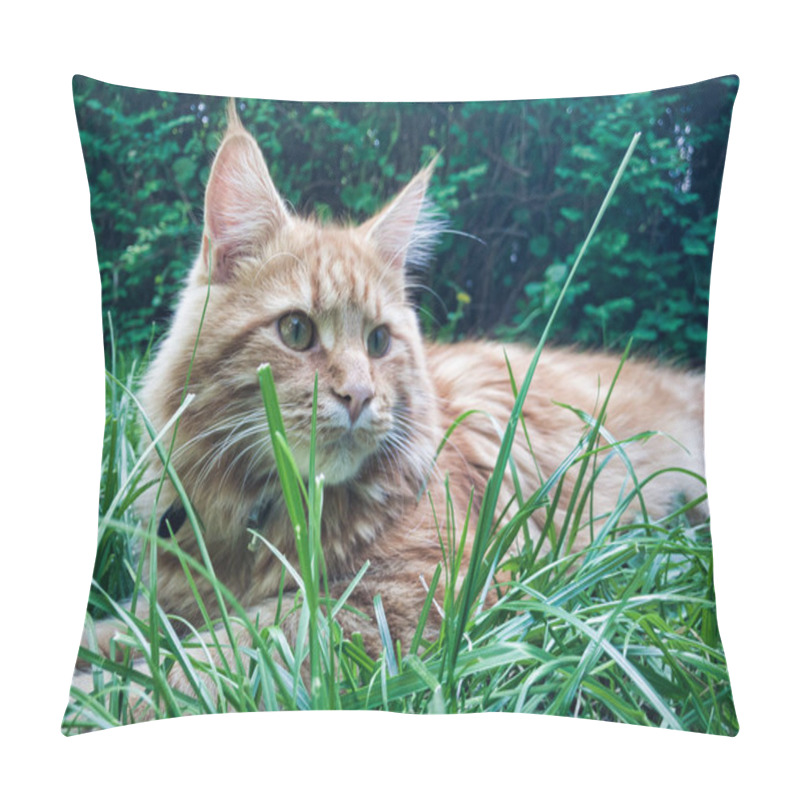 Personality  Maine Coone Kitten Playing Around The House Pillow Covers