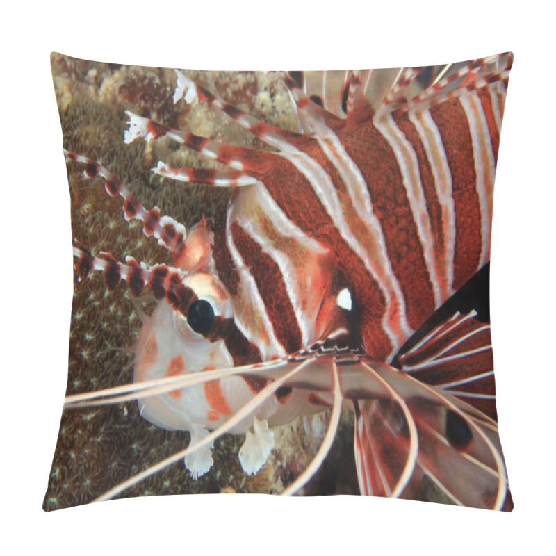 Personality  Spotfin Lionfish Close-up (Pterois Antennata). Anilao, Philippines Pillow Covers