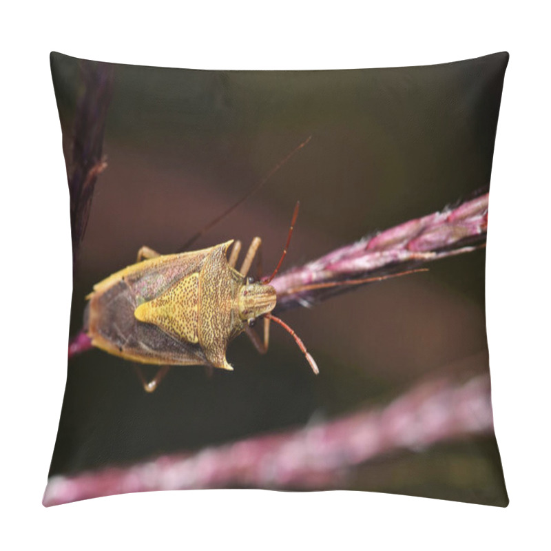 Personality  An Adult Rice Stink Bug (Oebalus Pugnax) On A Grass Stalk. These Are Common In The Warmer Months In The Southern US And Are Usually Found In Tall Wild Grasses. Pillow Covers