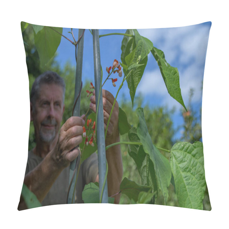 Personality  Runner Bean Plants Growing Up Canes In A Vegetable Garden. Gardener Ties Up The Trailing New Shoots, Growth, Protecting The Vines And Red Flower Crops.  Pillow Covers